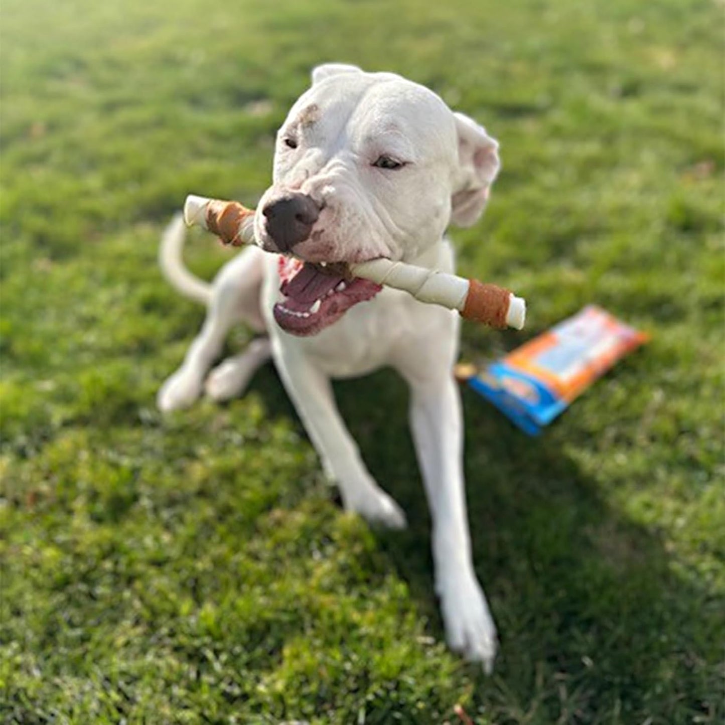 Cadet Gourmet Shish Kabob Dog Treats for Large Dogs, Healthy & Natural Chicken & Sweet Potato Chew Sticks, Beef Hide, Extra Large 10 Inch, 4 Count (Pack of 1)