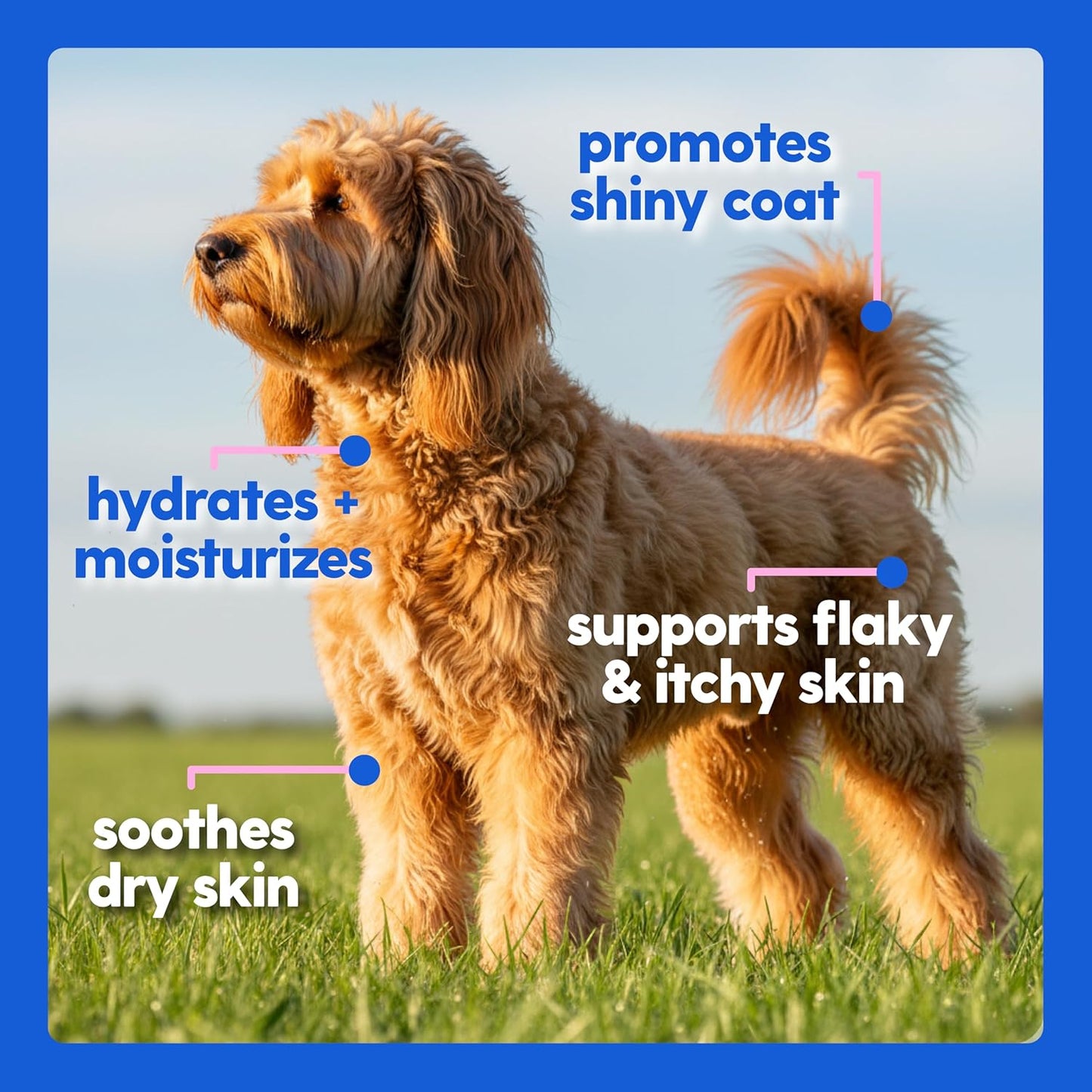 Taily Collagen for Dogs Skin and Coat Supplement, Cats | Taily Liquid Premium Grass-fed Collagen | Itch Relief for Dogs with Allergies, Biotin, Vitamin C and Hyaluronic Acid | Made in USA