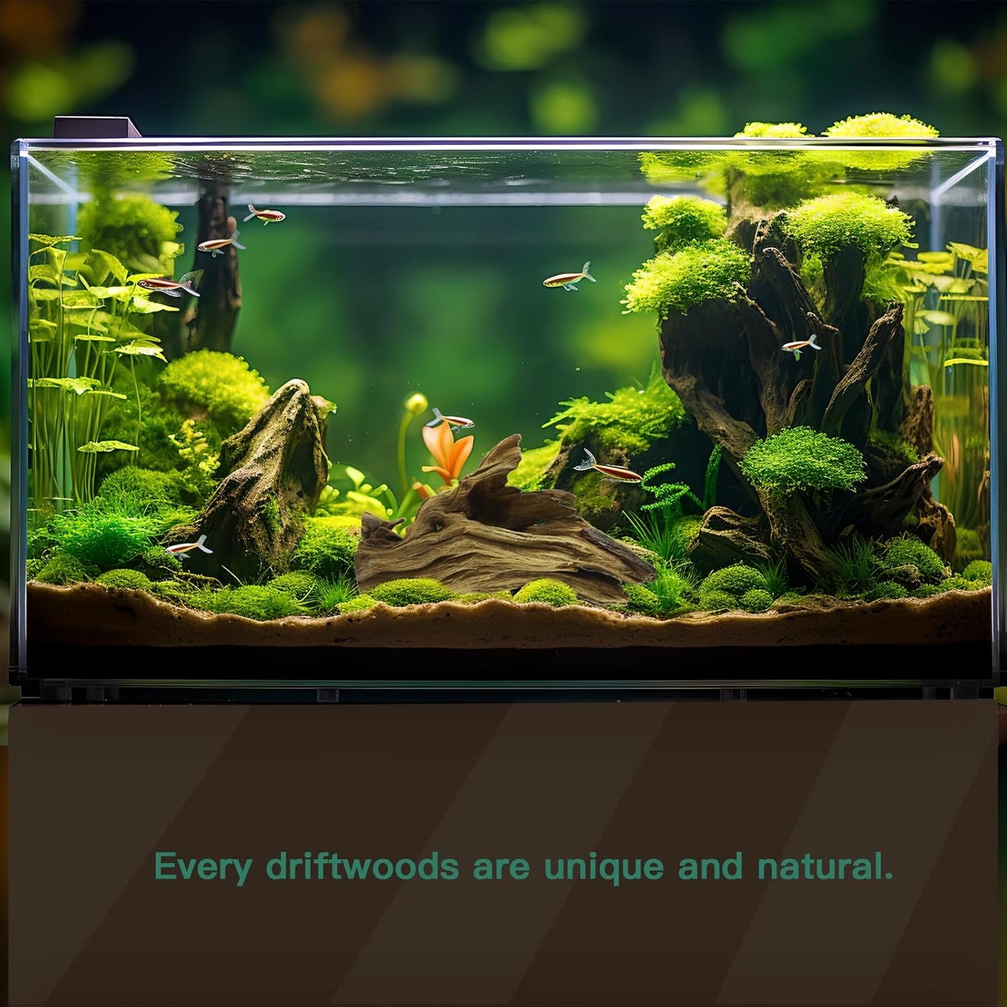 LYPHARD AQUARIUMS Driftwood for Aquarium, 3 Pieces 6-10" Natural Small Drift Wood Fish Tank Assorted Branch Decorations Pieces for Reptile Hide