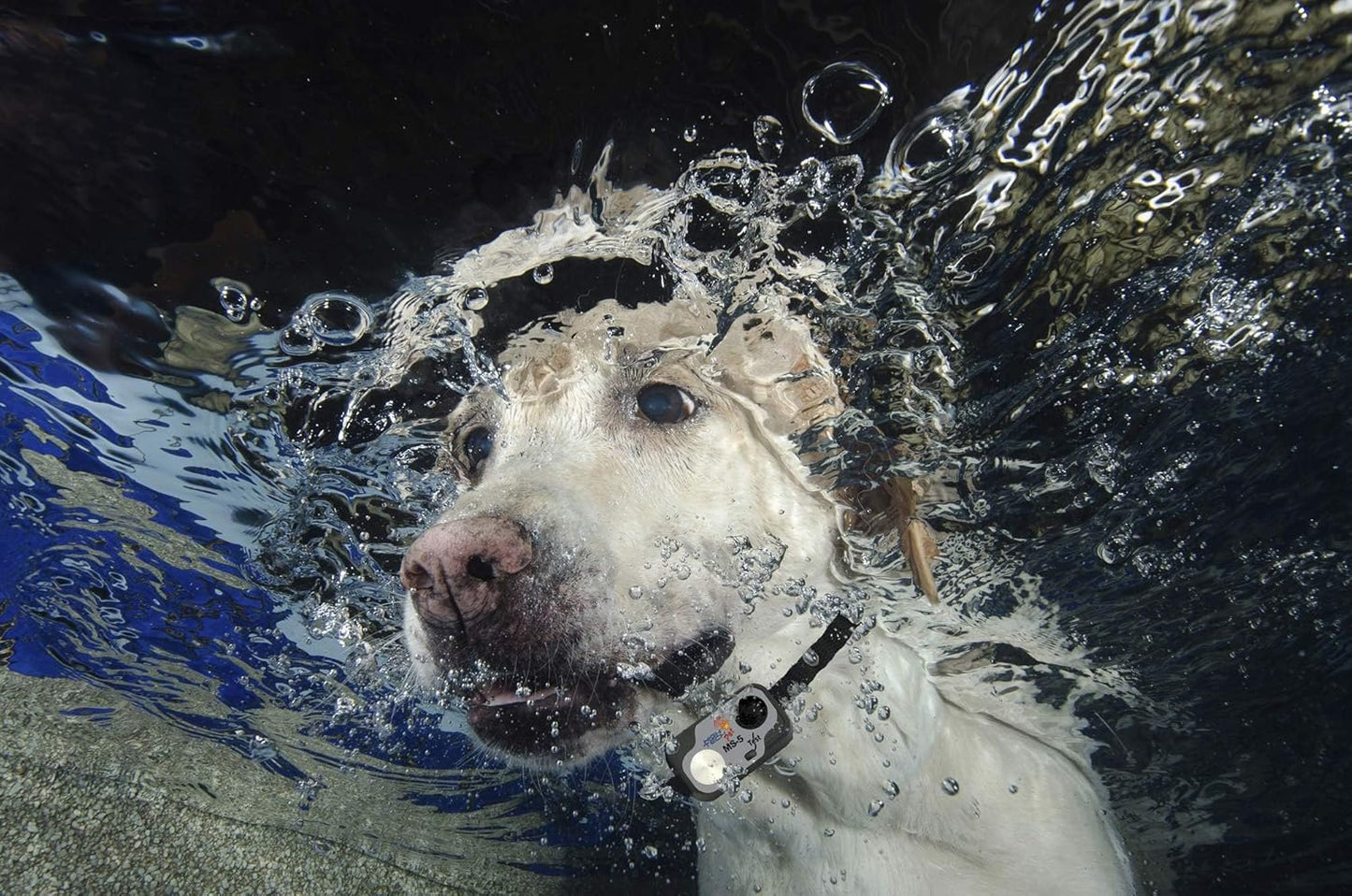 Genuine MS-5 Automatic Pet Door Collars from High Tech Pet Brand - Combo Pack or 2 Collars and 6 Free Batteries