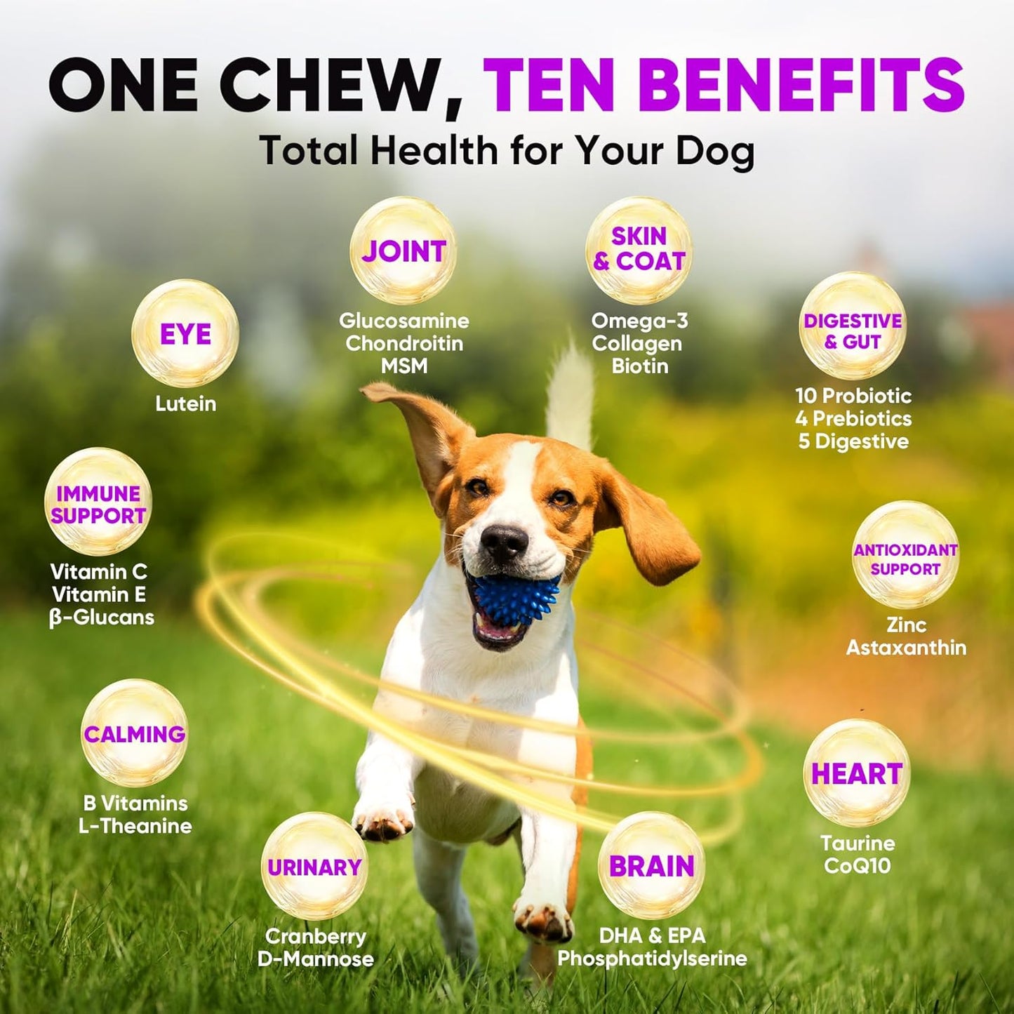 Dog Soft Chews – Joint Care, Skin & Coat, Gut Health, Immune Support