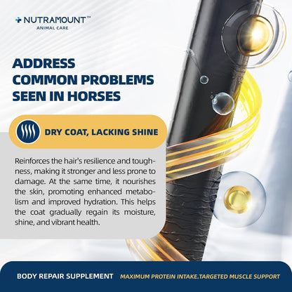 Equine Muscle Builder Supplement – Amino Acids for Muscle Gain, Topline Support & Faster Recovery, Performance Horse Body Repair Powder, 30-Day Supply