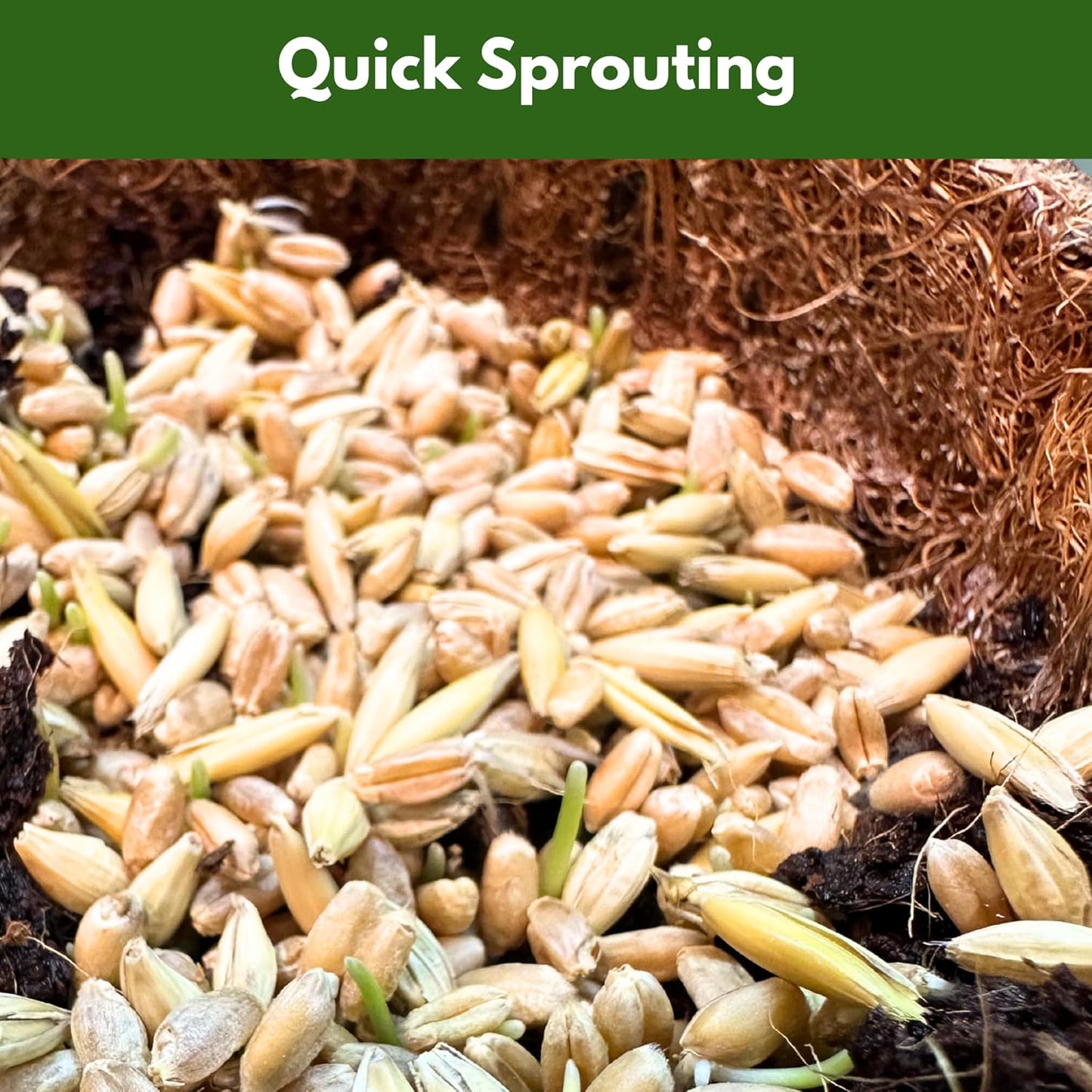 Cat Grass Kit for Indoor Cats - Organic Cat Grass Growing Kit (3 Pack) with Soil Discs, Coco Fiber Pots & Organic Seeds - Natural Hairball Control & Digestion Remedy