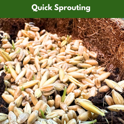 Cat Grass Kit for Indoor Cats - Organic Cat Grass Growing Kit (3 Pack) with Soil Discs, Coco Fiber Pots & Organic Seeds - Natural Hairball Control & Digestion Remedy