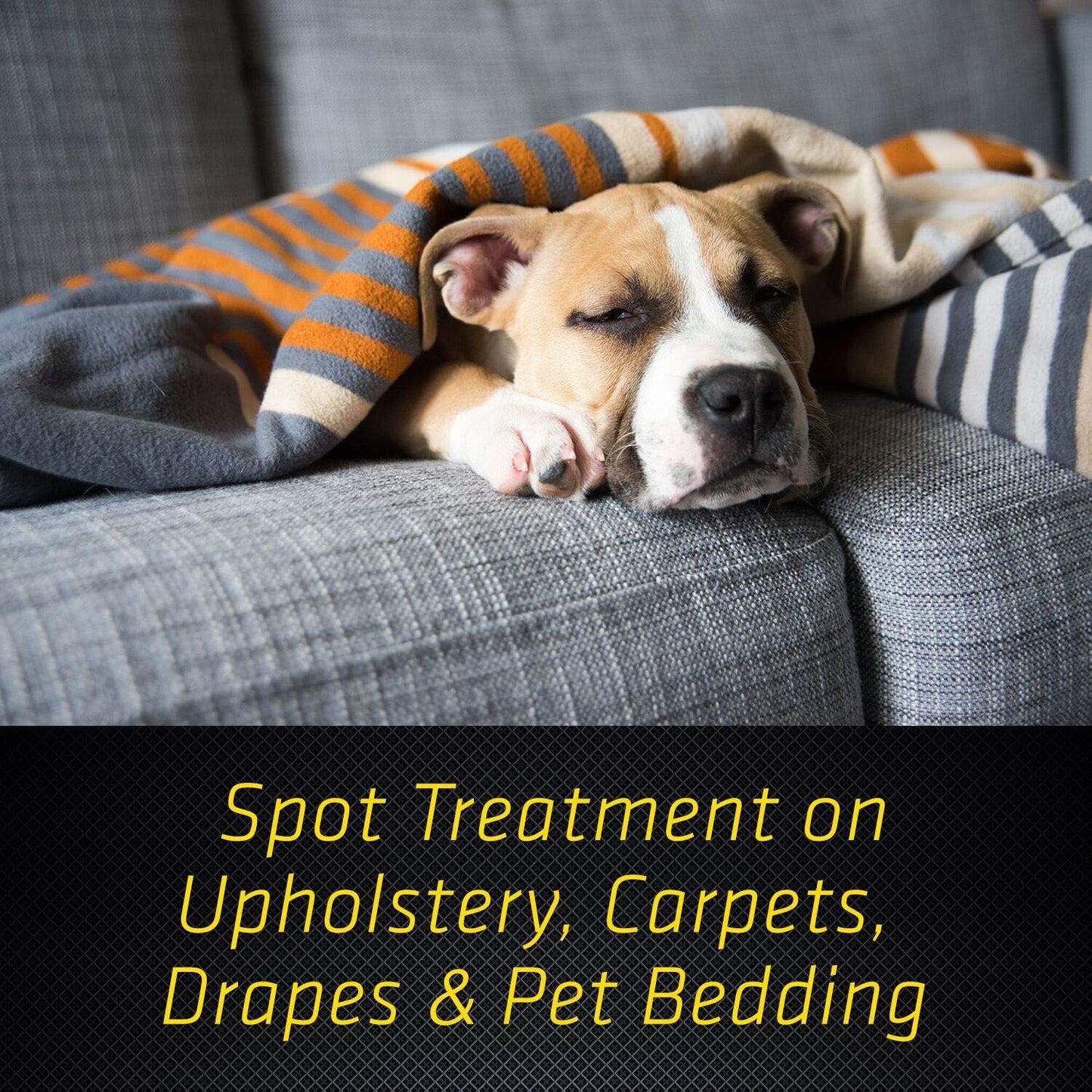 Black Flag Flea & Tick Killer for Upholstery & Pet Bedding Aerosol, 16-Ounce, 12-Pack