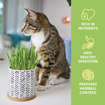 The Cat Ladies Organic Cat Grass for Indoor Cats - Growing Kit with Organic Seed Mix, Soil and Boho Planter with Bamboo Tray. Natural Hairball Control and Digestion Remedy, Cat Gifts