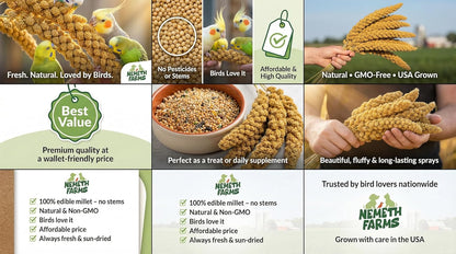 Nemeth Farms Premium Non-GMO Spray Millet Treat | Hand-Harvested Bird Snack | 100% Edible Tops | Sun-Dried Supplement for Parakeets, Cockatiels, Finches, Lovebirds, Canaries