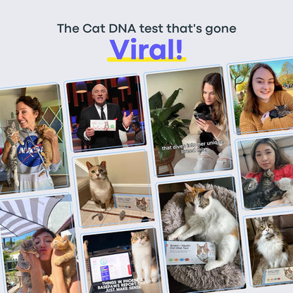 Basepaws Cat DNA Test Kit - Comprehensive Breed, Health and Dental Analysis Across 114 Traits for Accurate and Easy-to-Use Genetic Insights