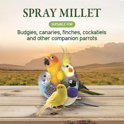 Living World – Millet Spray for Birds, 17.6 Oz – Premium Treat for Budgies, Canaries, Finches, Cockatiels and Other Pet Birds