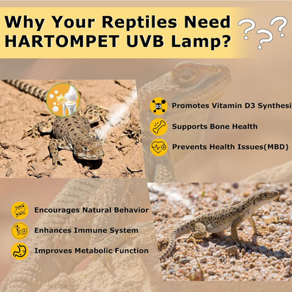 UVB 105.0 Reptile Light 13W, Compact Fluorescent Lamp，Coil UVB Desert Bulb–Lighting for Bearded Dragons, Lizards, Tortoises, Snakes, Geckos, Amphibians & Small Reptile Tanks