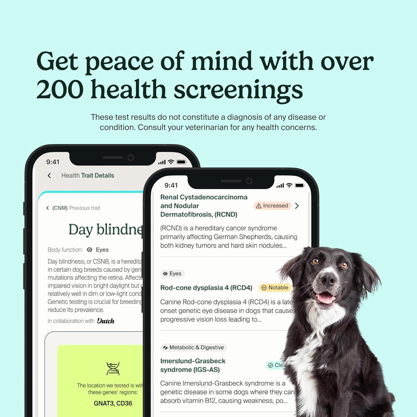 Ancestry Dog DNA Test: The Top-Selling DNA Consumer Brand, Breed Identification, Trait Insights, Health Report, Canine Genetics Analysis, Unique Pet Parent Gift, New Puppy Essentials