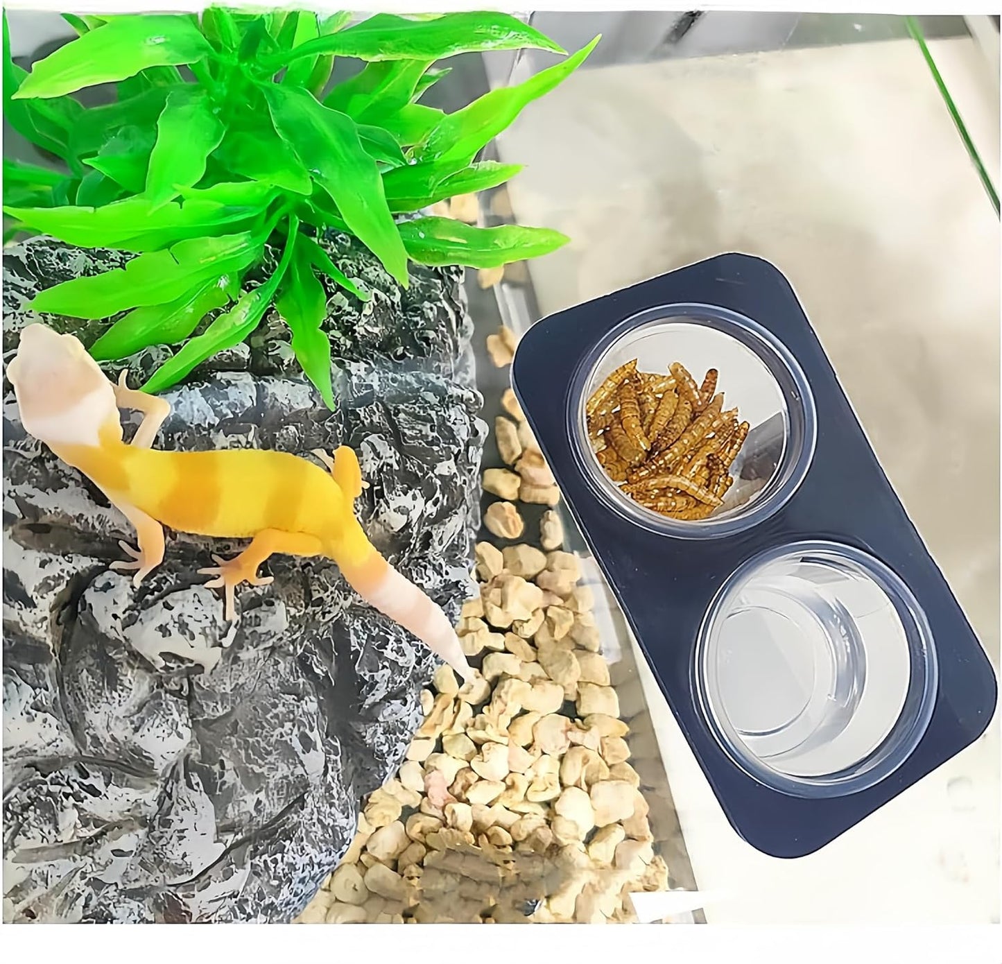 100 pcs 0.5oz Crested Gecko Food and Water Feeding Cups, with 2 Feeding Bottle, Reptile Feeder Bowls, for Lizard and Other Small Pet Ledge Accessories Supplies