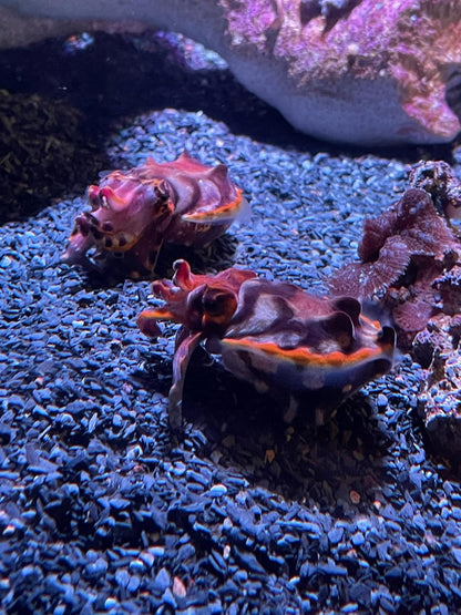 Natural Slate Stone Coarse Sand Less Than 1/8" - USA Sourced and Packaged for Mosaic Stone Art, Crafts, Basing Models, Wargaming, Bonsai, Succulents, Miniature or Fairy Gardens (1 lb)