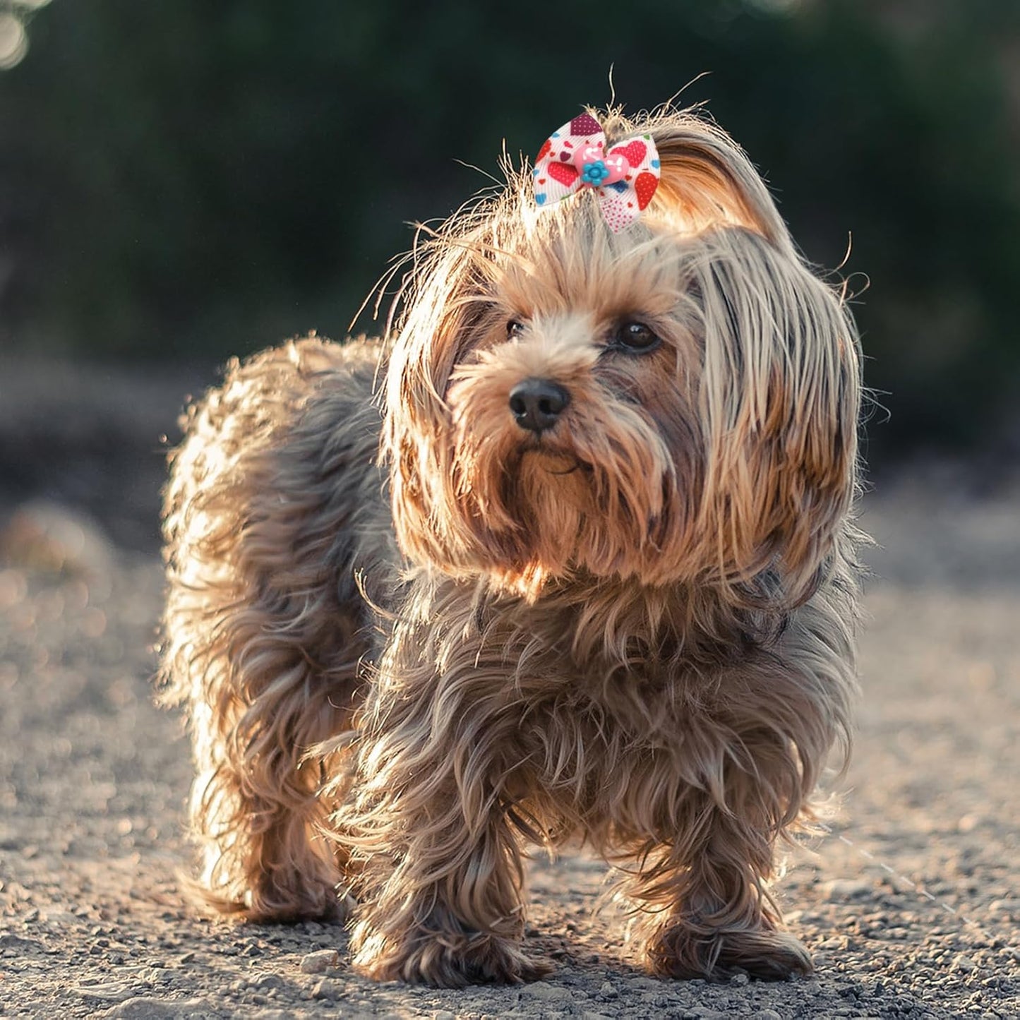 Valentines Day Dog Bows for Pet Grooming - 10Pcs Valentines Dog Hair Bows with Rubber Bands,Valentines Dog Bows Valentine Hair Bows for Dogs,Dog Hair Accessories for Puppy Small Girl Dogs