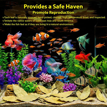 55+ Dried Longan Leaves (4-6 Inch) - Natural Terrarium Leaf Litter for Bioactive Setup, Isopods, Snakes, Frogs, Spiders, Betta Fish- Moisture Retention & Hiding Cover