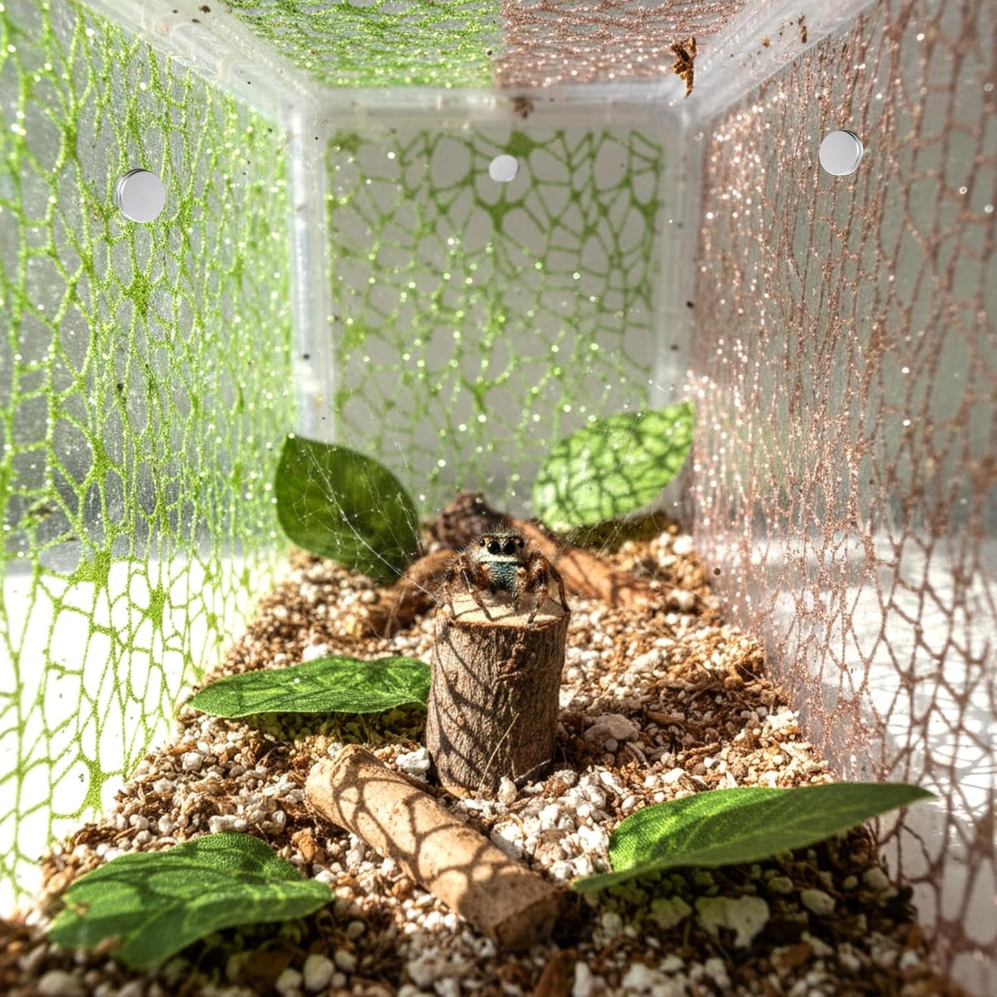 6Pcs Jumping Spider Habitat Accessories Enclosure Decor Spider Webbed Moss Ribbon with Magnets Climbing and Feeding Platforms Kit Green Brown