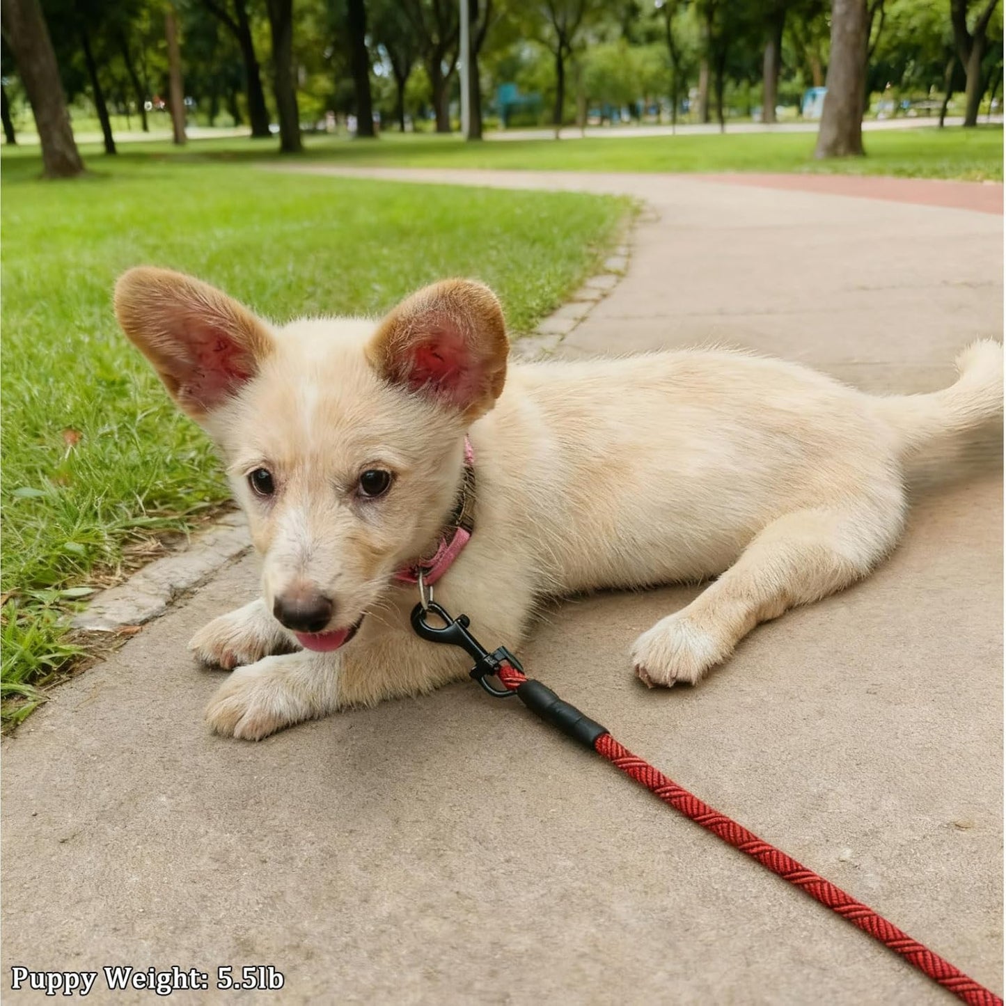 WYuZe 5ft Puppy Leash for Small Dogs (Black Clasp + Silver Clasp)