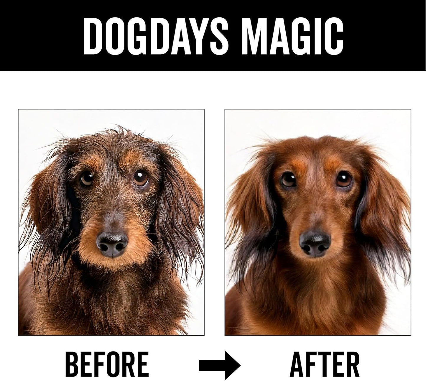 Pride and Groom DogDays No Rinse Quick Cleaning Shampoo | Waterless Foaming Dry Shampoo for Dogs & Cats | Odor-Eliminating, Hypoallergenic Pet Cleanser | 8 fl oz | Made in USA