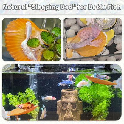 3PCS Betta Hammock Shells, Natural Small Fish Tank Decorations, Betta Fish Tank Accessories, Aquarium Decorations, Aquarium Hideout Habitat for Sleeping Resting Hiding Playing (Yellow)