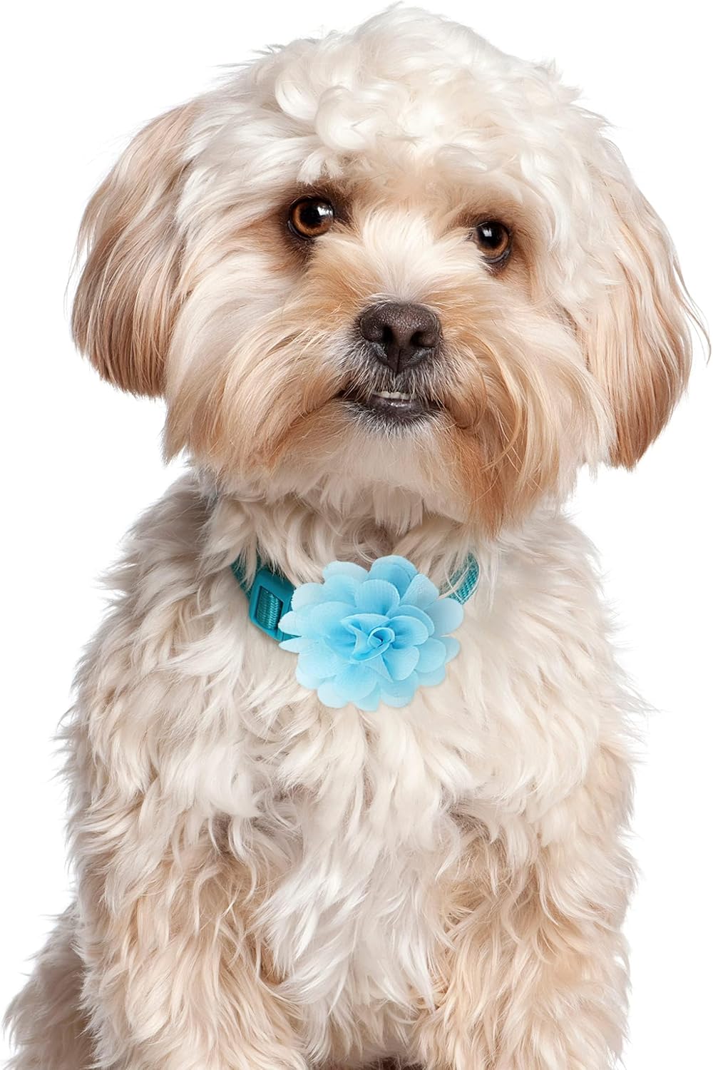 Yxiang Dog Collar Flowers Bulk Pet Flower Bow Ties Multi-Color Dog Charms Flower for Cat Puppy Dog Collar Grooming Accessories