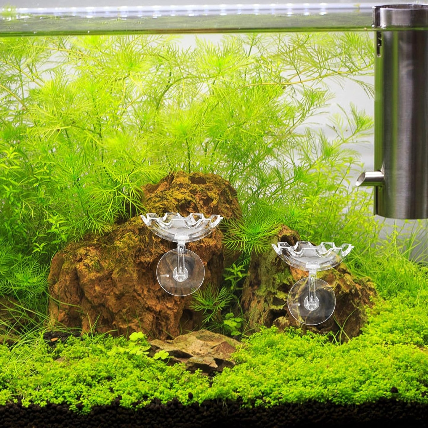 Shrimp Feeder Bowl with Sucker Fish Feeding Tray High Transparency Aquarium Feeding Dish Decorative Shrimp Food Basin for Fish Tank Aquatic Pets