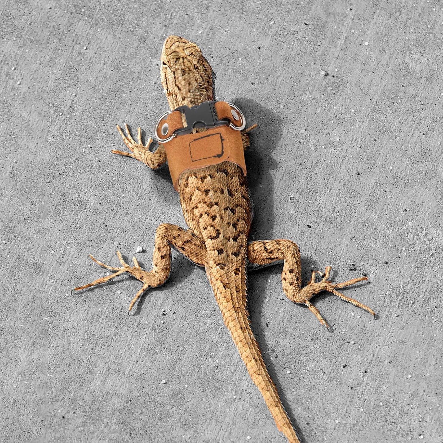 Bearded Dragon Leash & Harness Set, Adjustable Lizard Harness Cool Animals Accessories for Small Pet Animals Reptile Outdoor Safety Walking (S, M, L)