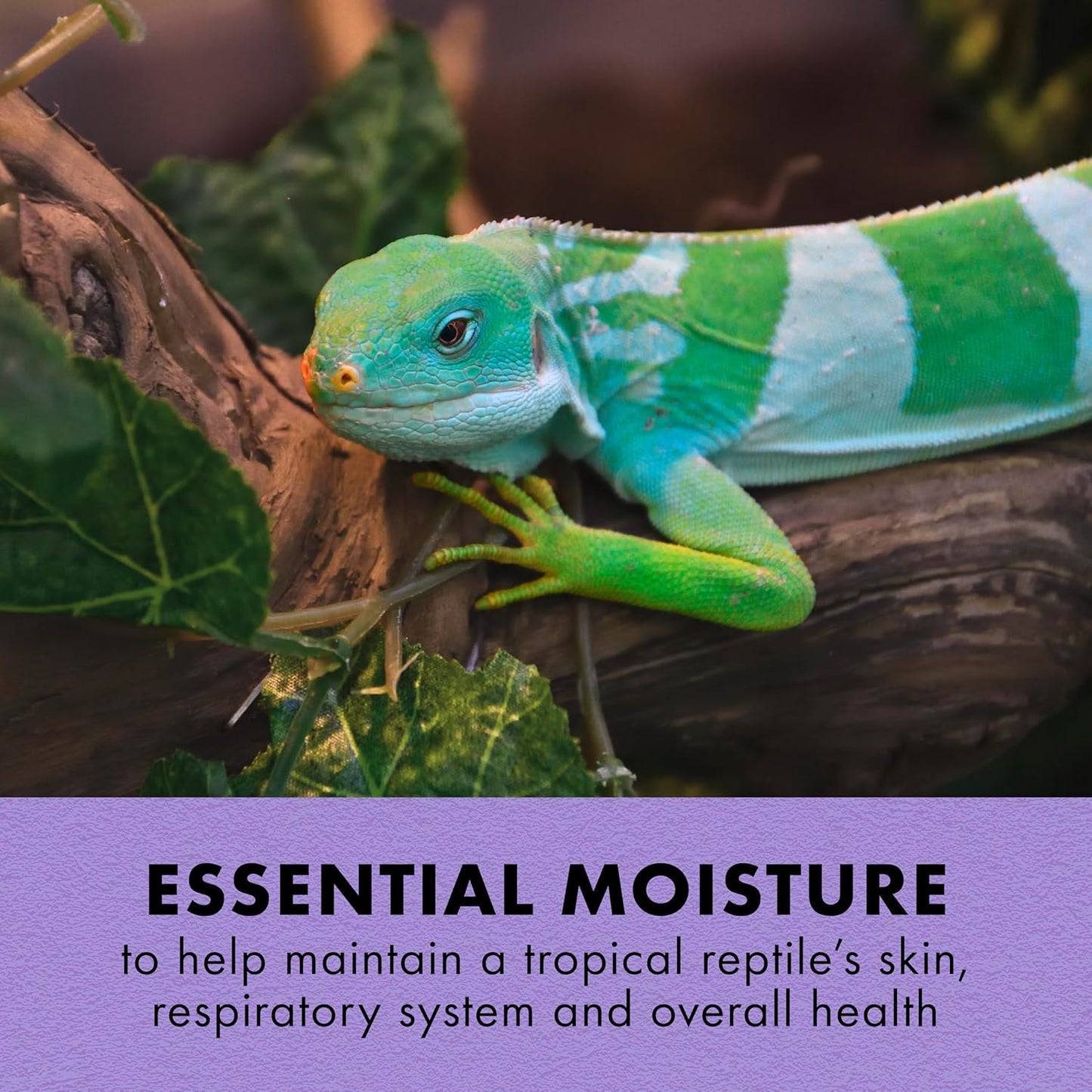 Zilla Tropical Mist Humidity Spray, Ideal for All Tropical Reptiles and Amphibians, Fortified with Aloe Vera