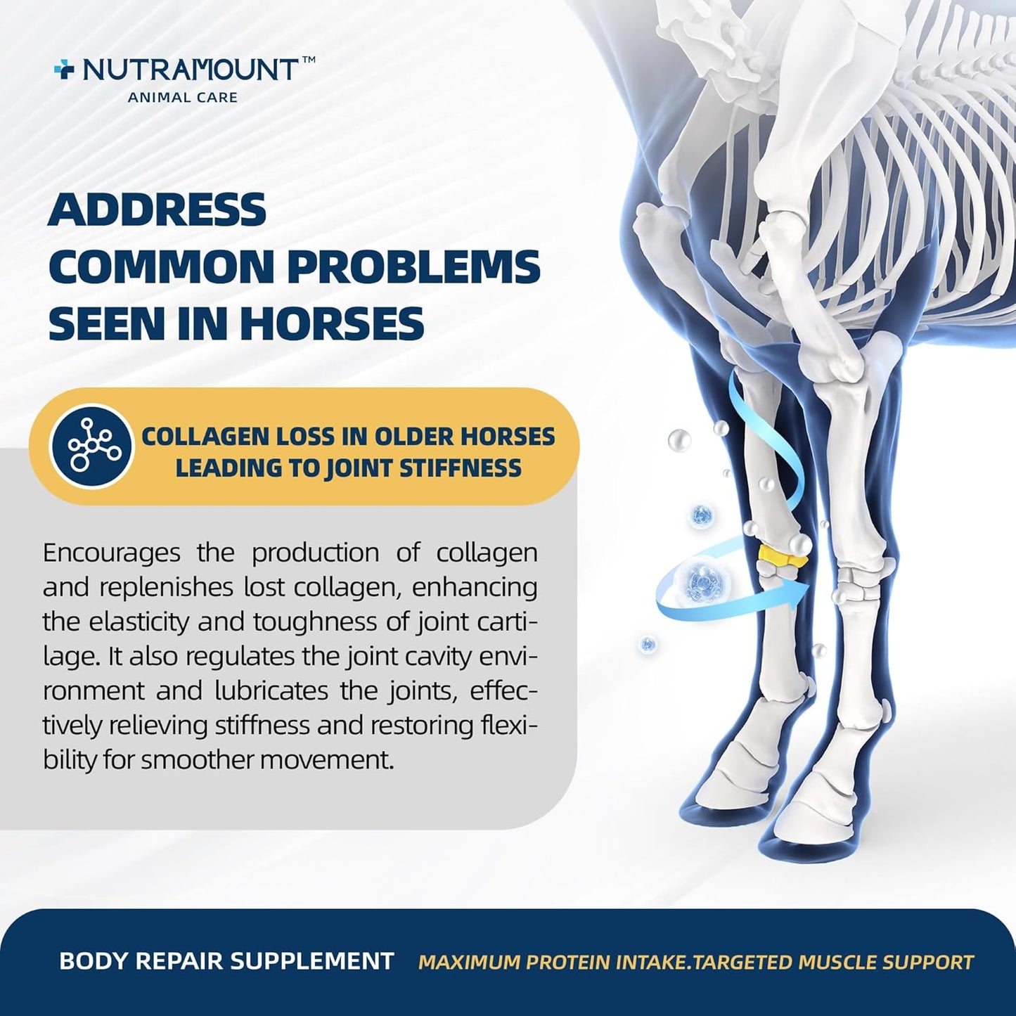 Equine Muscle Builder Supplement – Amino Acids for Muscle Gain, Topline Support & Faster Recovery, Performance Horse Body Repair Powder, 30-Day Supply