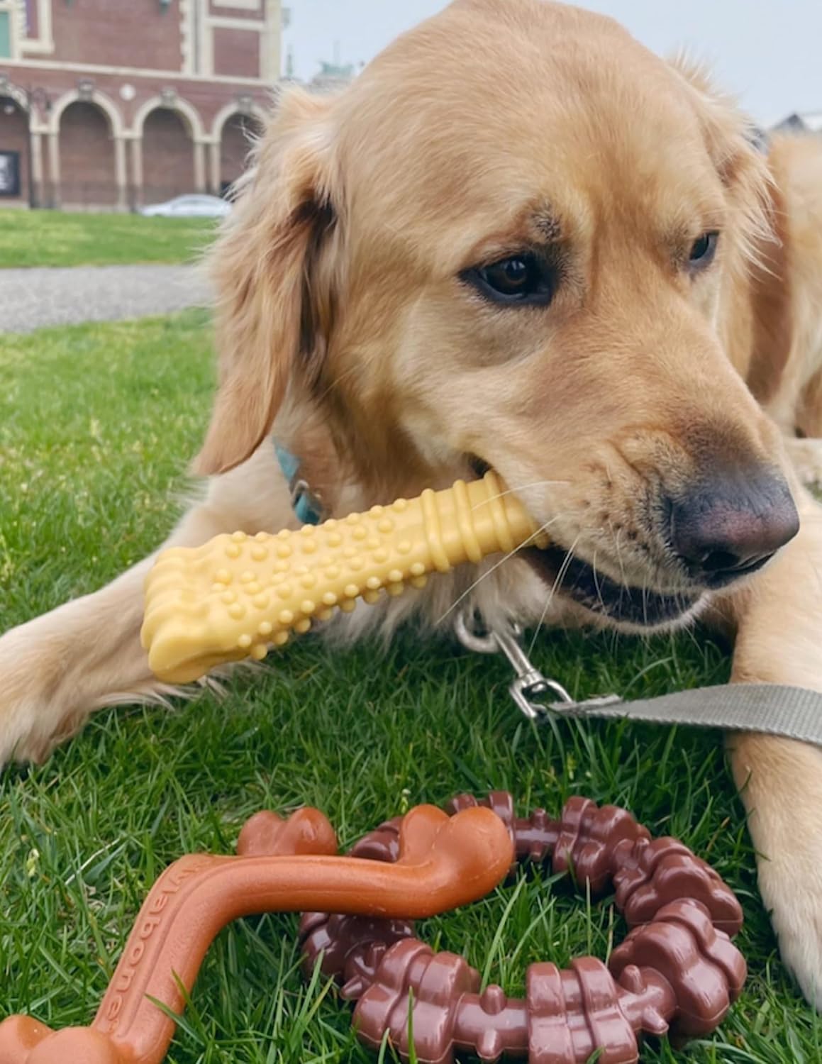 Nylabone Customer Favorites Power Chew Toy Bundle for Dogs, Indestructible Dog Toys for Aggressive Chewers, Pack of 3 Dog Toys, Flavor Medley, Large Dogs - Up to 50 lbs, 3 Pack