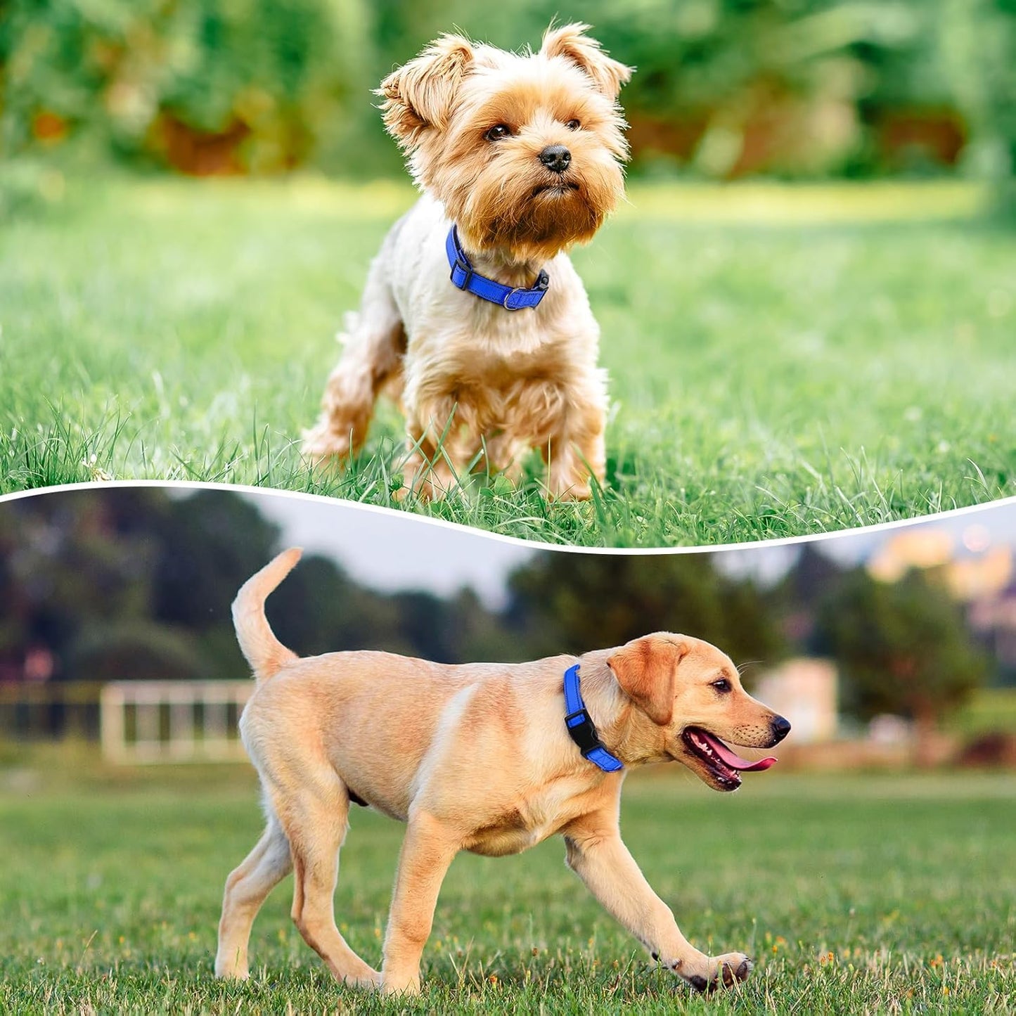 Reflective Dog Collar Padded with Soft Neoprene Breathable Quick Release Basic Dog Collars for Medium Dogs Blue Boy Girl