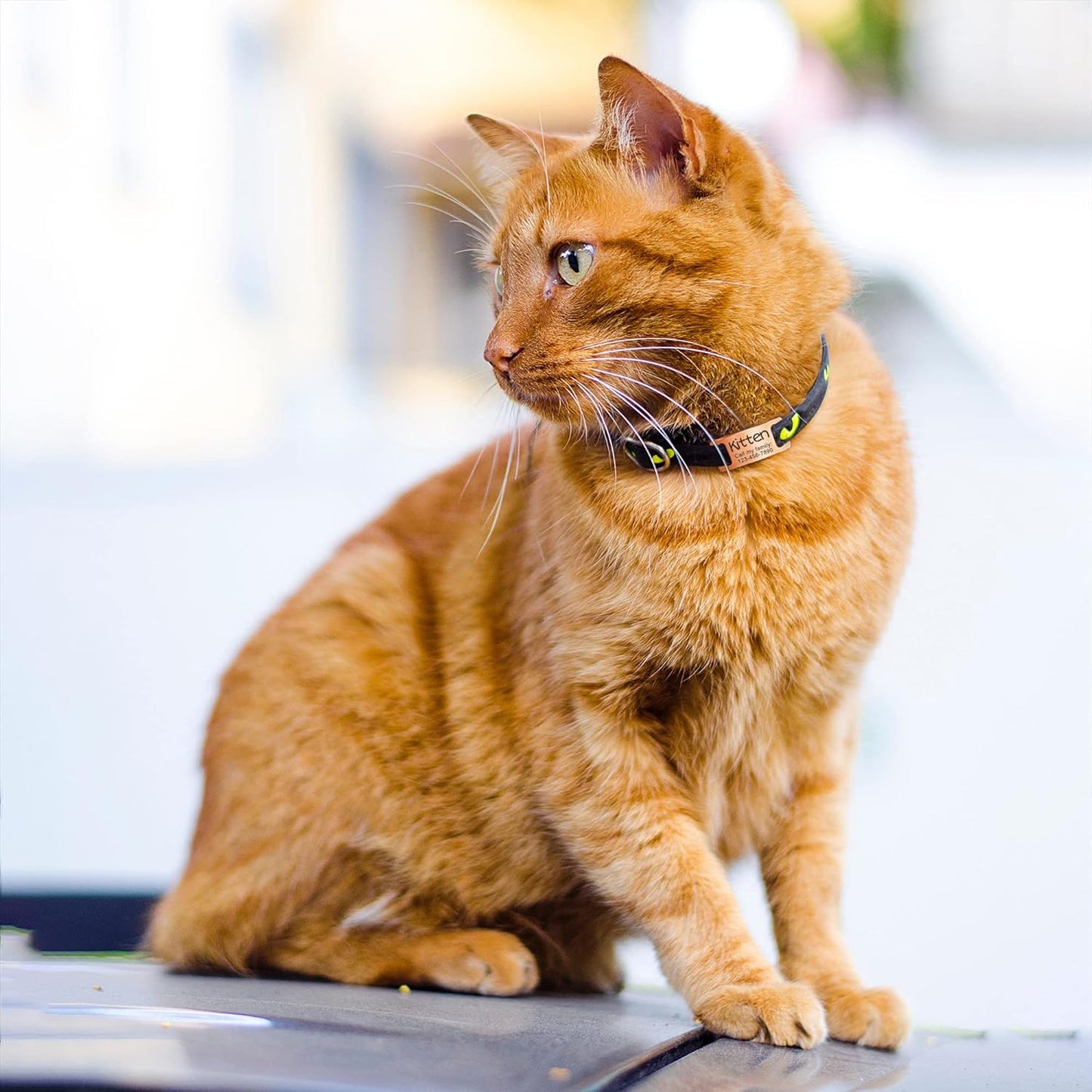 Anavia Slide On Silent Pet ID Tags, S/M/L/XL Personalized Gold Black Stainless Steel Customized Engraved Cat Dog Name Tags, Glossy Finish Chew-Proof Quiet Dog Collar Tag (Medium, Rose Gold)