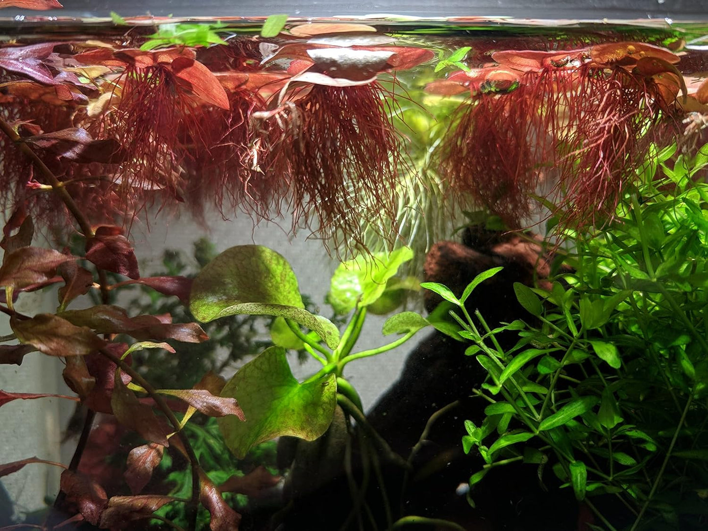 Live Aquarium Red Root Floater Plants - Highly Sought & Removes Nitrates - Easy to Maintain - Increases Beaty - Promote High Water Quality - 4 Ounce Portion