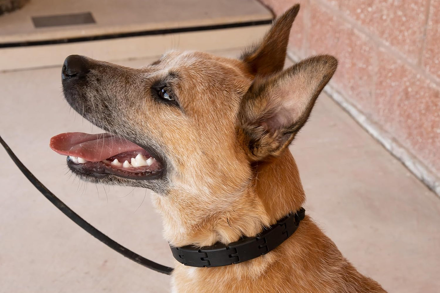 Starmark Pro-Training Dog Collar Large