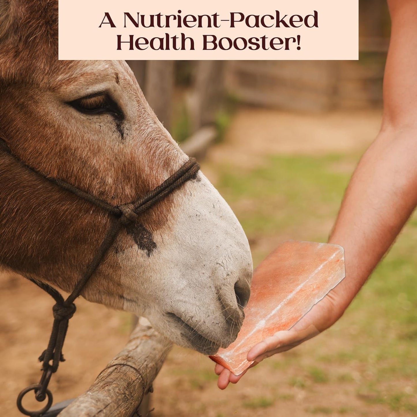 POHS Himalayan Animal Salt Lick, 8x4x2 Natural Mineral Salt Block, Pack of 1, 5.5 lbs