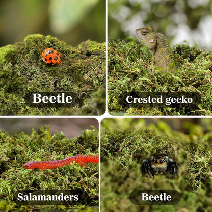 Sukh Sphagnum Moss for Reptiles -Terrarium Moss for Reptiles Peat Moss for Reptiles Habitat Bedding Moss for Snakes Turtle Frog Gecko and Other Reptiles Substrate (30, Ounces)