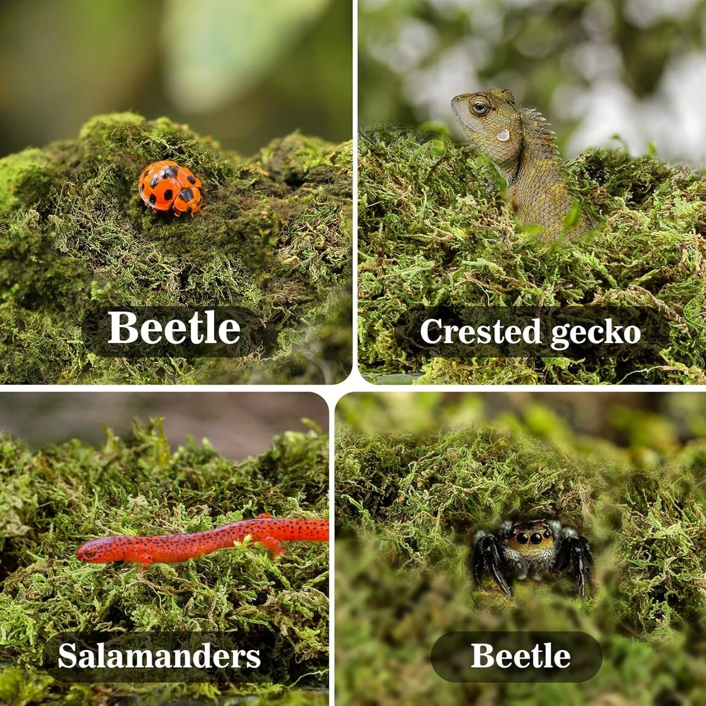 Sukh Sphagnum Moss for Reptiles -Terrarium Moss for Reptiles Peat Moss for Reptiles Habitat Bedding Moss for Snakes Turtle Frog Gecko and Other Reptiles Substrate (30, Ounces)