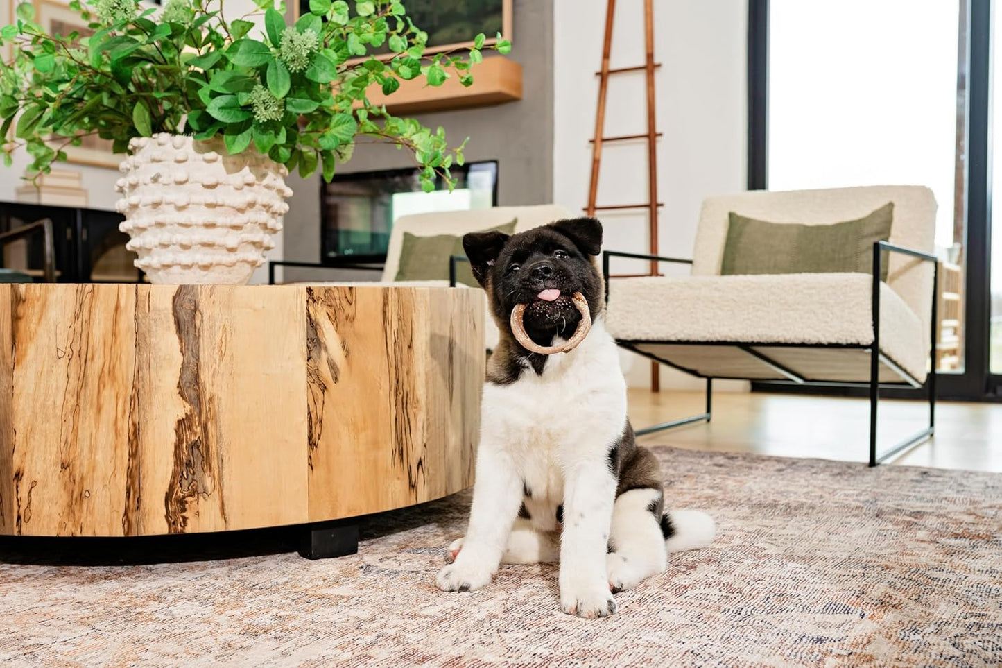 N-Bone Puppy Teething Ring Pumpkin Flavor 7.2 OZ/(6 Pack)