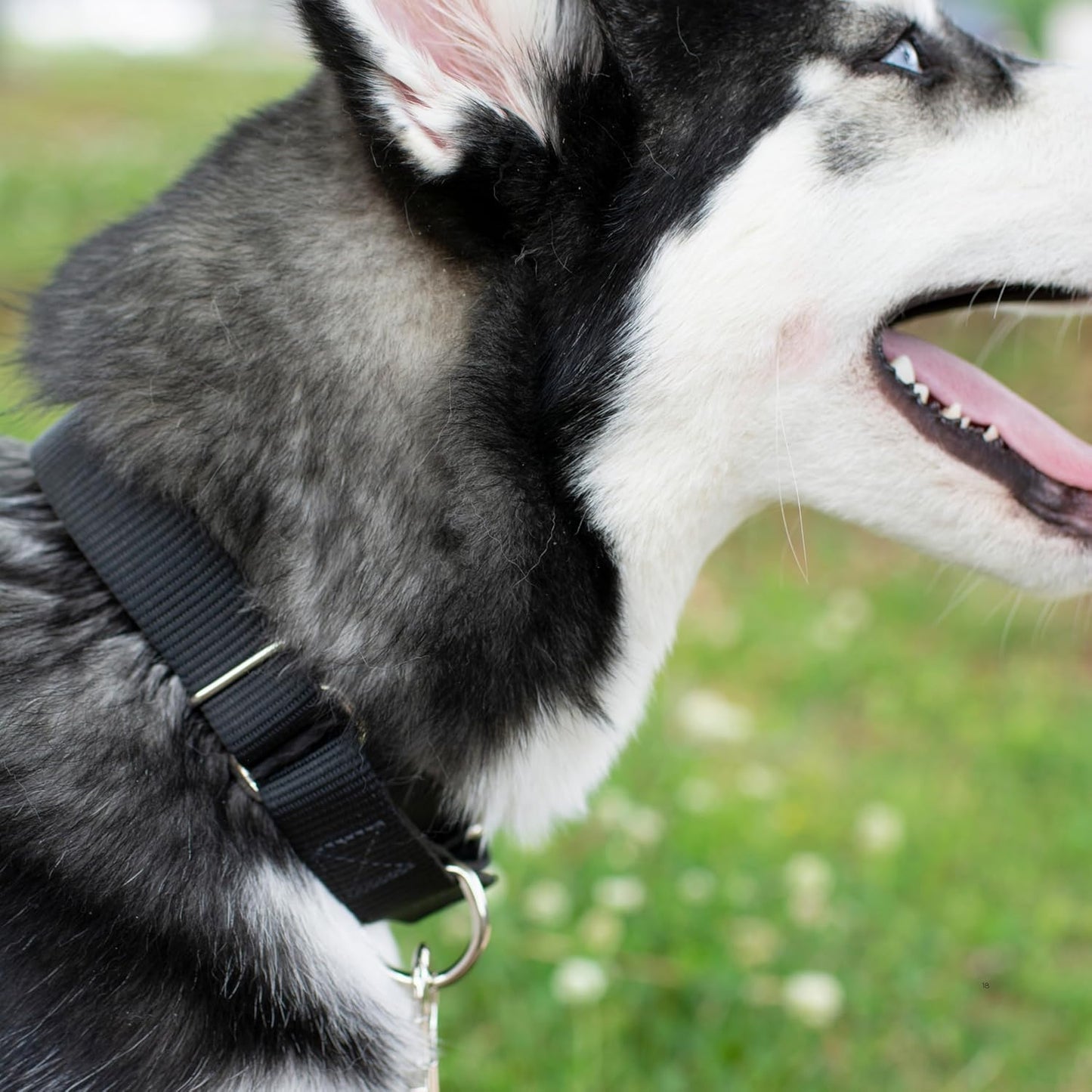 Country Brook Petz - Martingale Dog Collar - Heavy-Duty Training Collar with No Buckle - Service Dog Collar for All Pups - 10+ Cool Colors (Black, 1 Inch, Medium)