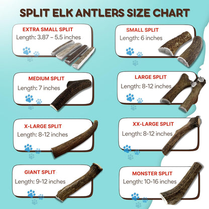 Grade A Premium Quality Elk Antler Dog Chews, Naturally Shed No Preservatives for Mild to Aggressive Chewers, Long Lasting Bone Treat Made in USA (Large Whole 2 Pack)