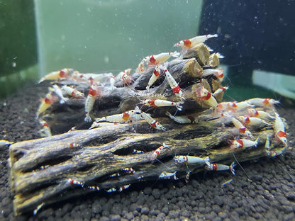 Natural Cholla Wood for Aquarium Decoration Shrimp and Fish Tank (4 Inch (3 Pack))