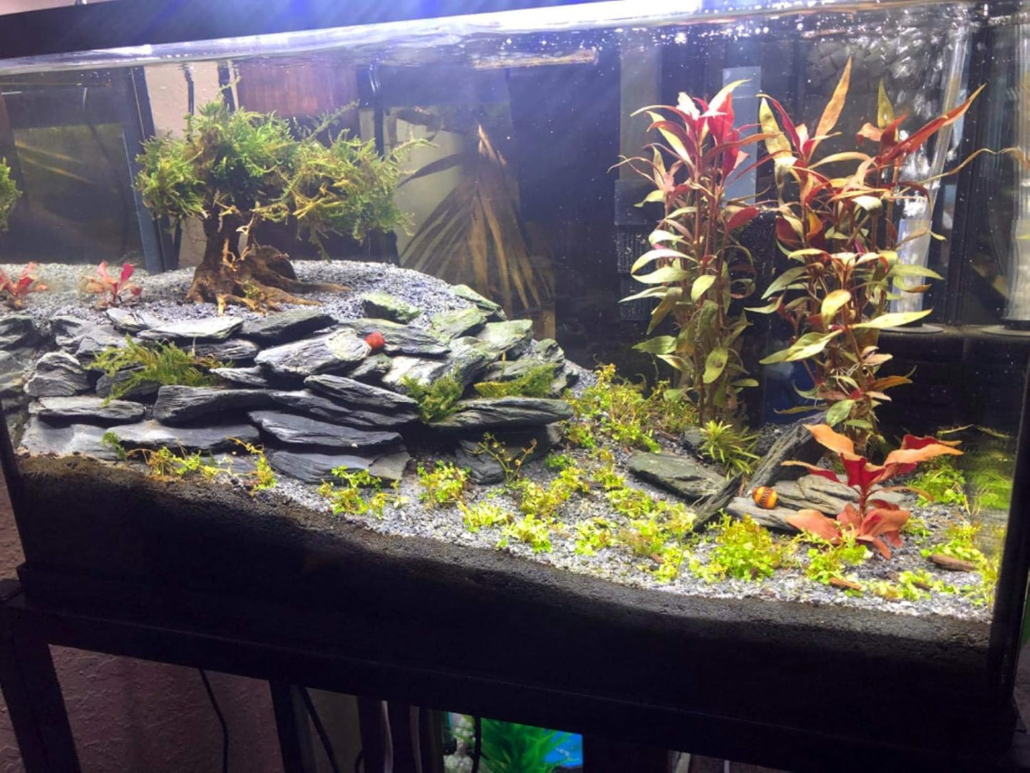 Voulosimi Natural Slate Rocks PH Neutral Stone Perfect Rocks for Aquariums, Landscaping Model,Tank Decoration,Amphibian Enclosures (3.5 LB, 3-5 inch)