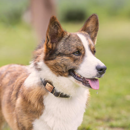Anavia Slide On Silent Pet ID Tags, S/M/L/XL Personalized Stainless Steel Cat Dog Tag with Elastic Fabric Band, Engraved Nameplate Quiet Chew-Proof Pet Collar Tag (Gold, Large)