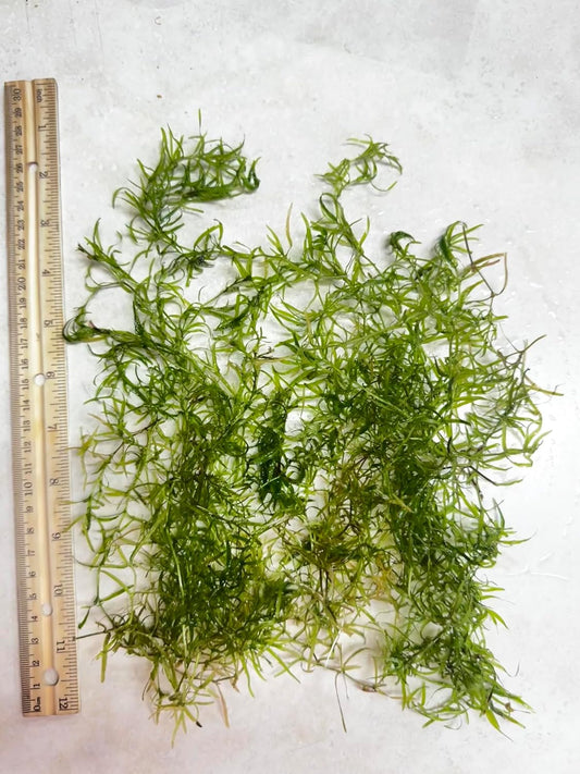 Guppy Grass (Najas guadalupensis) – Live Aquarium Plant