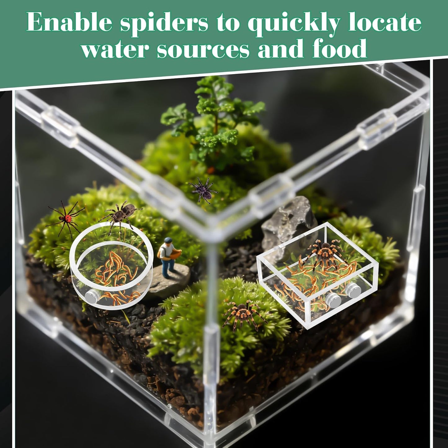 Windspeed 2+1P 1.8 in Mini Jumping Spider Feeding Dish Magnet Tarantula Water Bowl for Spider Feeder Water Dish for Tarantula Tank Enclosure Accessories, with A Dropper