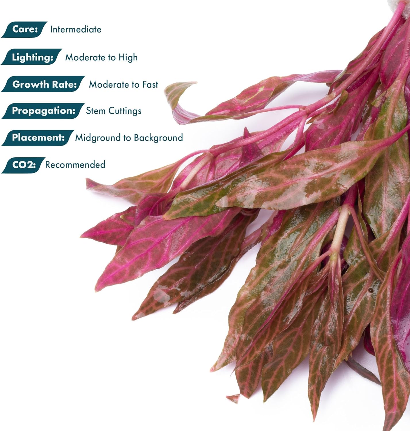 SubstrateSource Live Aquarium Red Stem Plants - Freshwater Aquatic Plant for Fish Tanks, Aquascaping - (Alternanthera Reineckii Rosanervig, 1 Bunch)