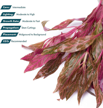SubstrateSource Live Aquarium Red Stem Plants - Freshwater Aquatic Plant for Fish Tanks, Aquascaping - (Alternanthera Reineckii Rosanervig, 1 Bunch)