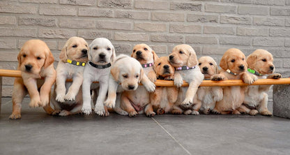 16 PCS Puppy Collars, Safety Buckle Collars for Litter Nylon Adjustable Puppy Collars for Small Puppies, Breakaway Whelping Collars Pet Supplies,Stuff,Accessories(S)