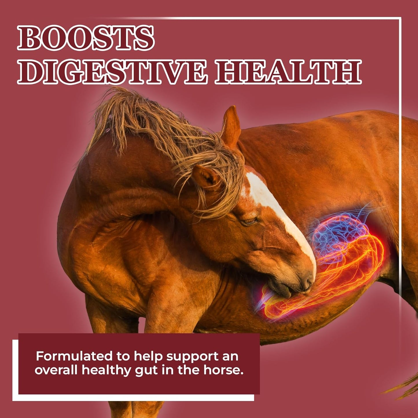 EQUERRY'S Better Horse Belly – Gut Support Supplement with Probiotics, Prebiotics & Digestive Enzymes | for Colic and Digestive Upset, 1.1LB