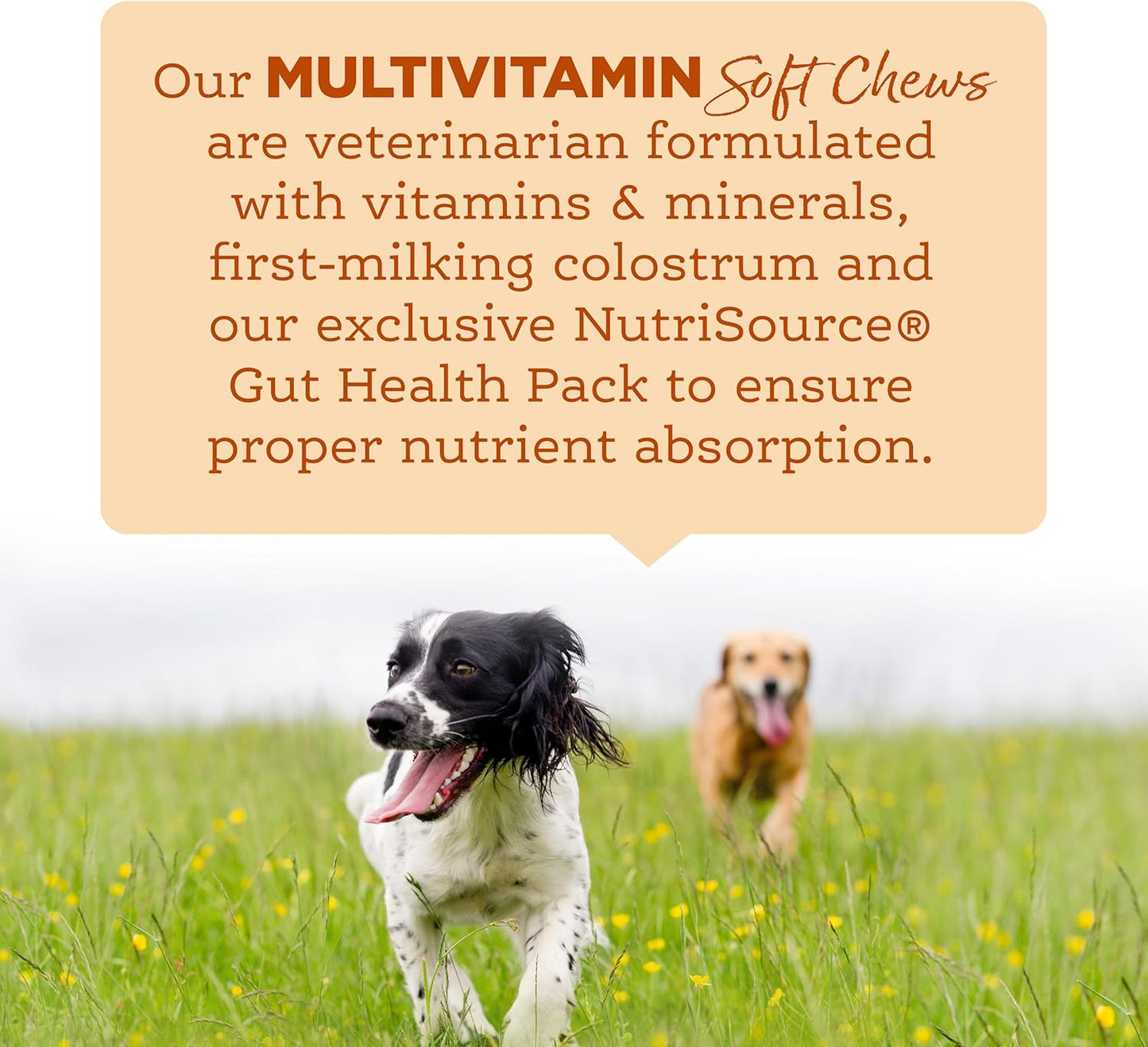 NutriSource AmpliFull Turkey Flavor Multivitamin Soft Chews for Dogs, Daily Supplement with Bovine Colostrum, Essential Vitamins & Minerals for Overall Health, 70 Chews (1 Pack)