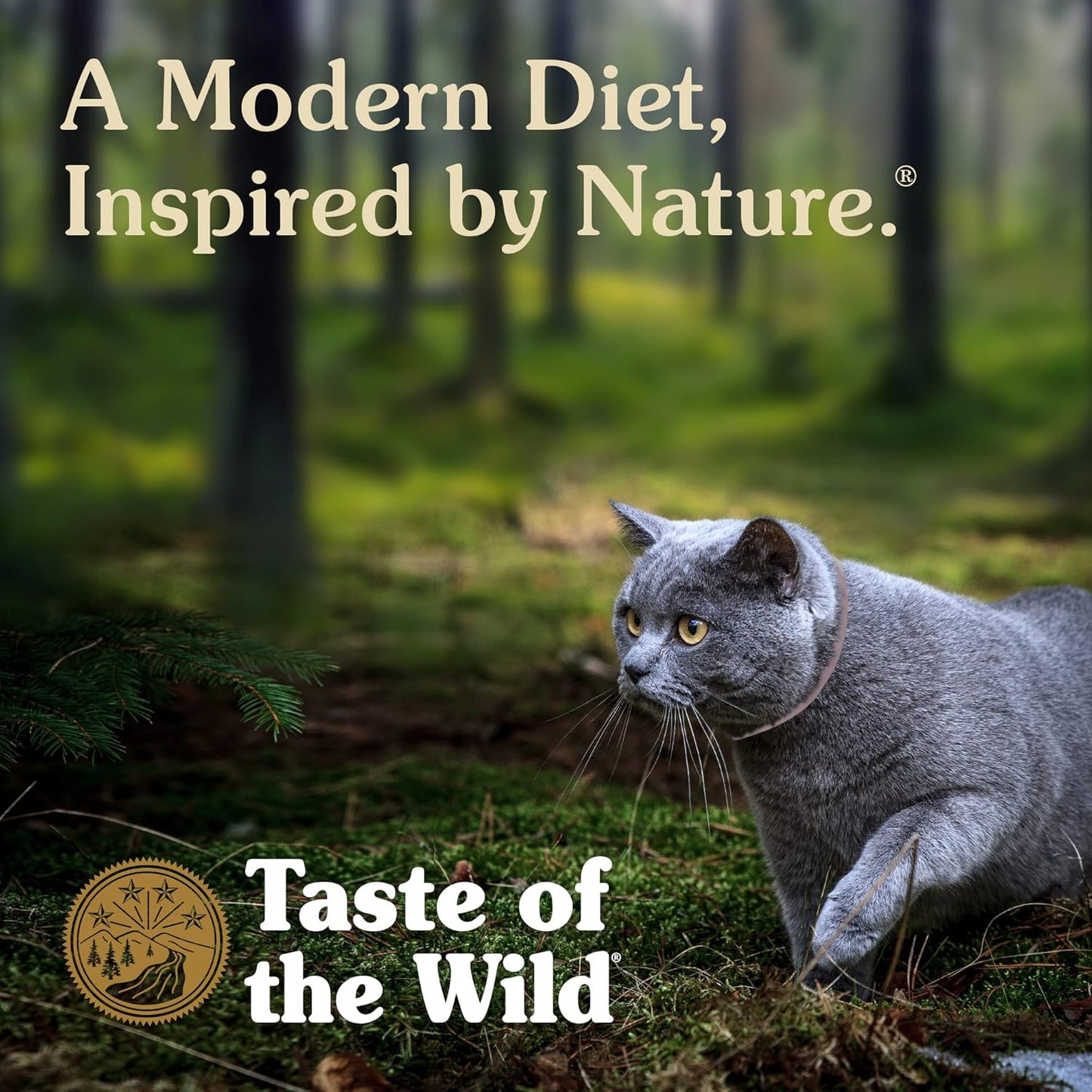 Taste of The Wild High Protein Real Meat Recipes Premium Dry Cat Food with Superfoods and Nutrients Like Probiotics, Vitamins and Antioxidants for Adult Cats and Kittens 5lb (Pack of 1)